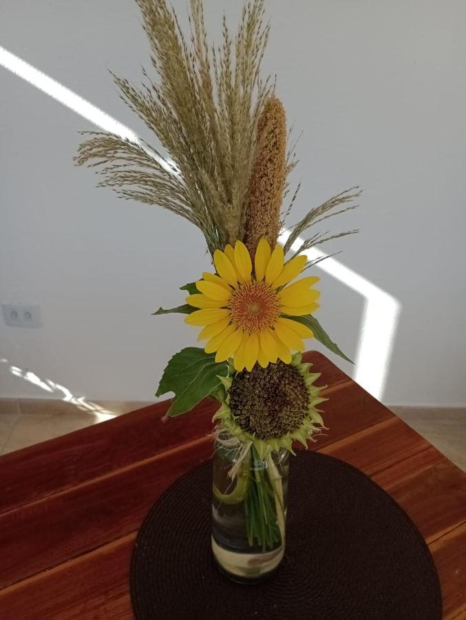 Chales Recanto Das Flores Rn 몬치 다스 가멜레이라스 외부 사진